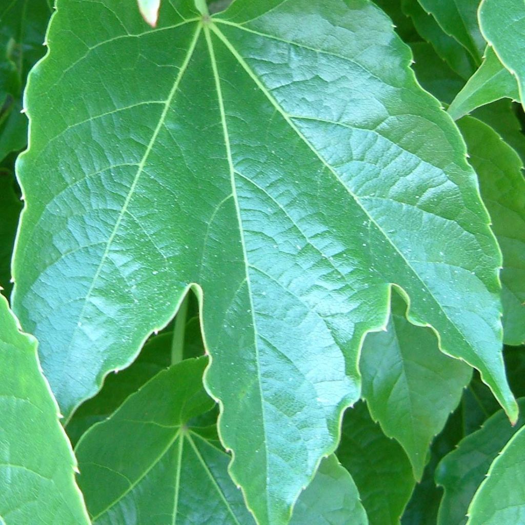 Vigne vierge japonaise - Parthenocissus tricuspidata Green Spring