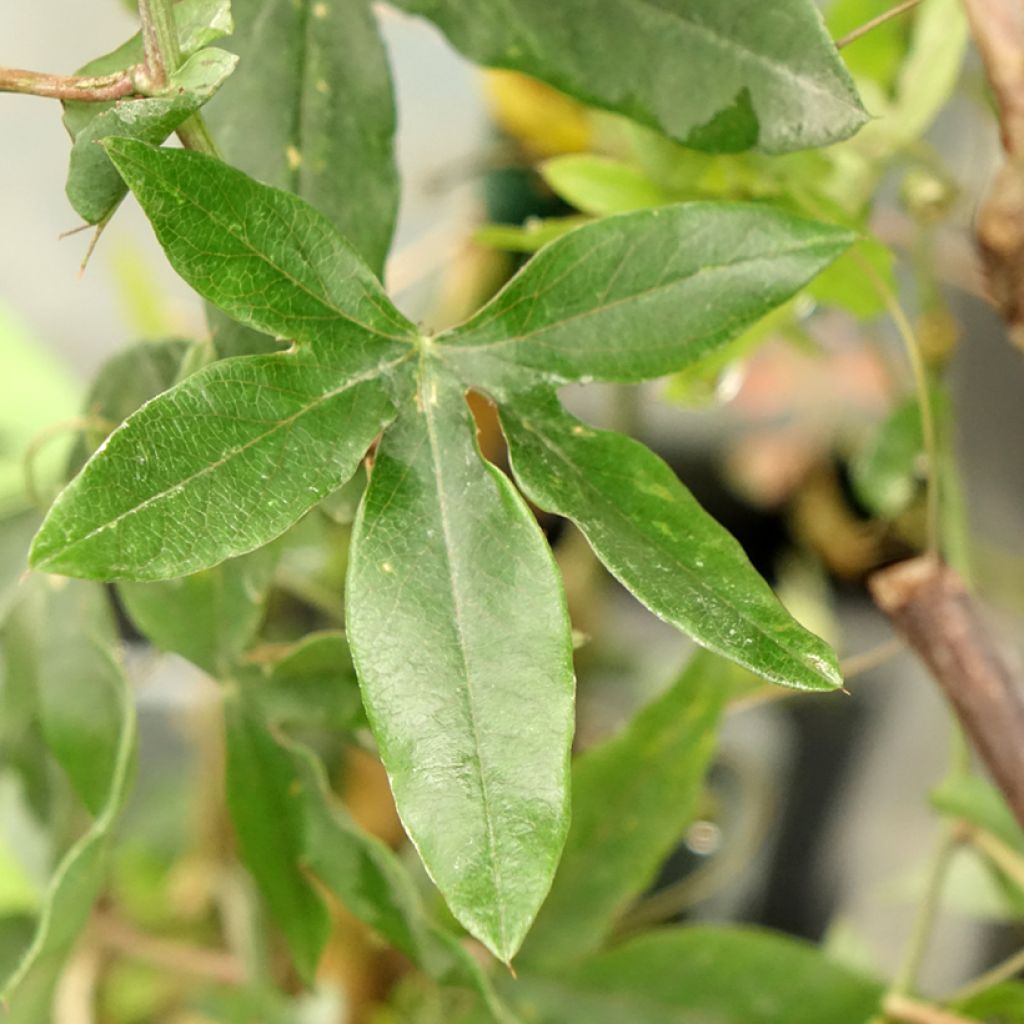 Maracujá-azul Clear Sky - Passiflora caerulea
