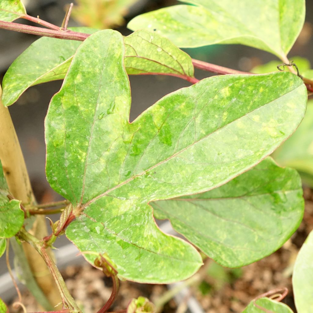 Maracujá Impératrice Eugénie