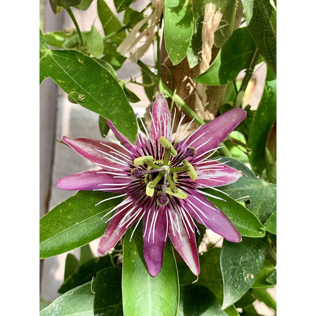 Passiflore Victoria - Fleur de la Passion
