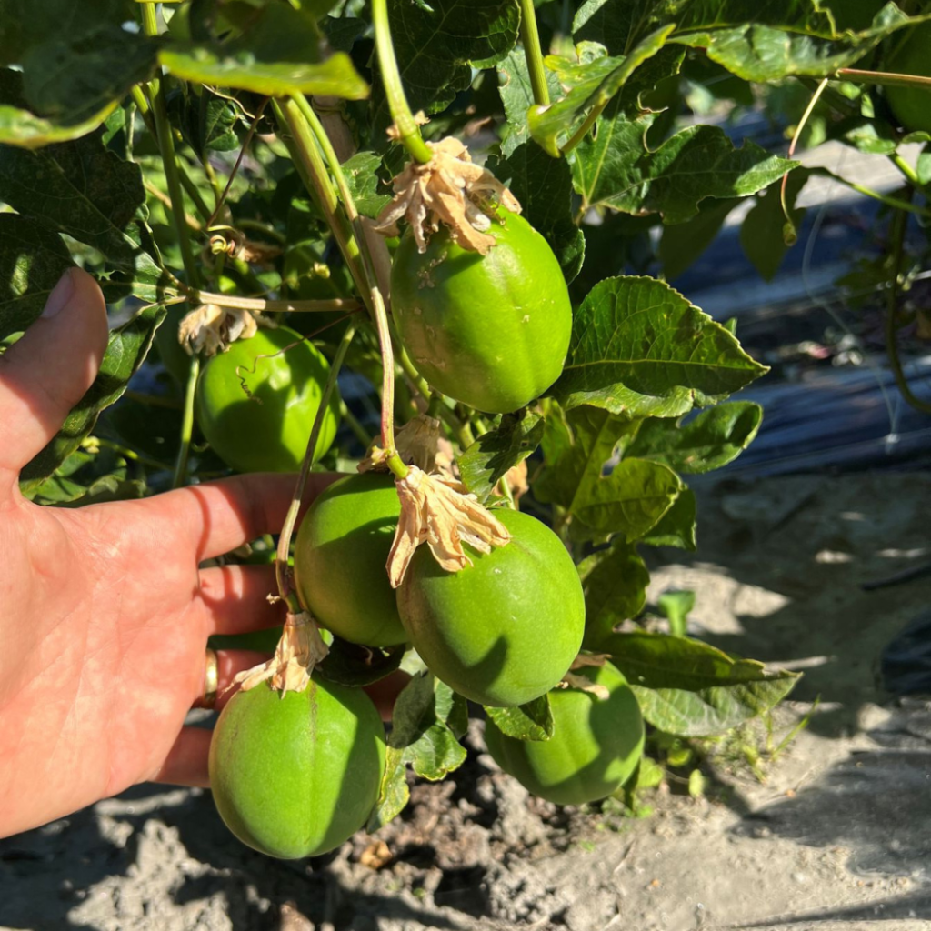 Passiflora × incarnata Snow Star