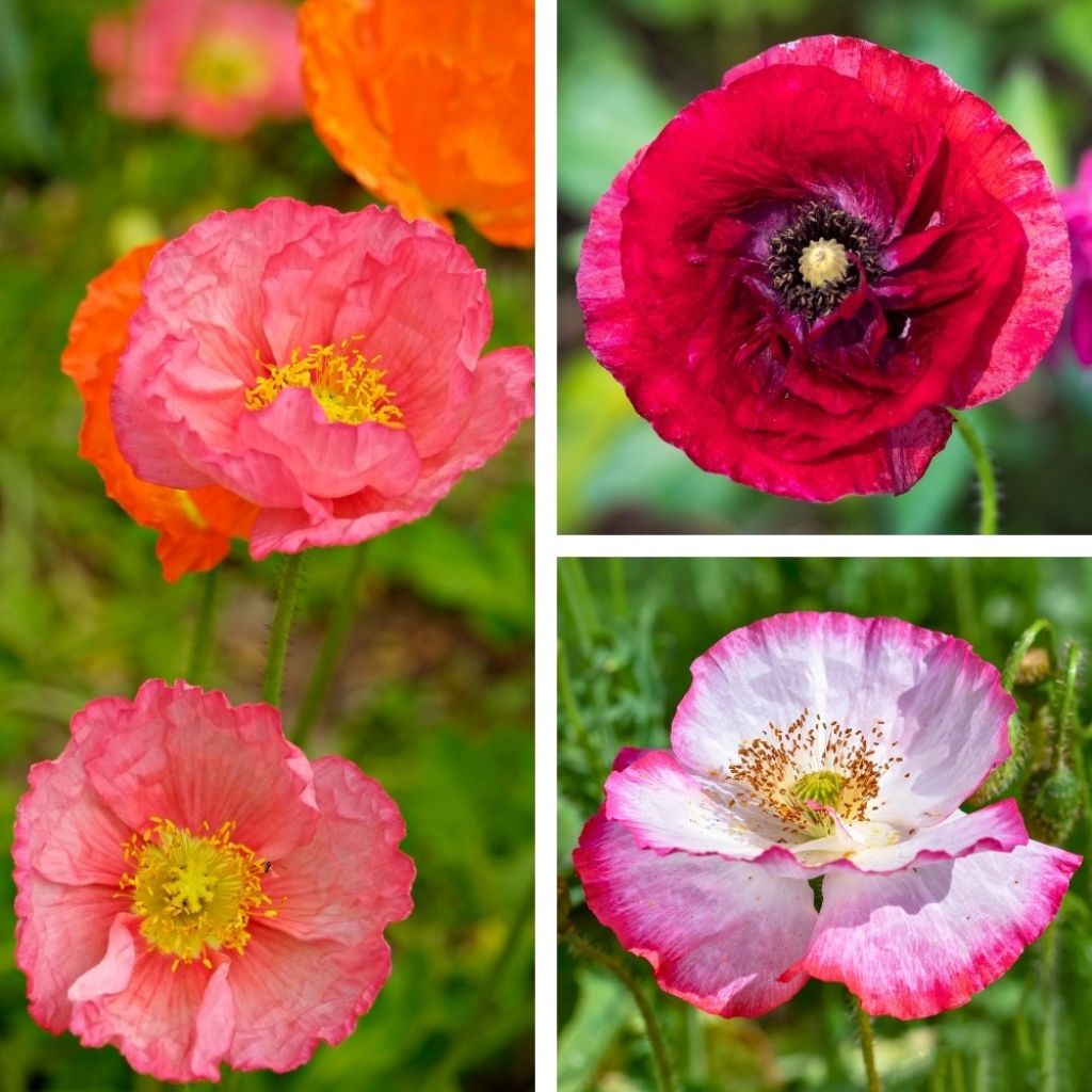 Papaver rhoeas Shirley Mix em sementes