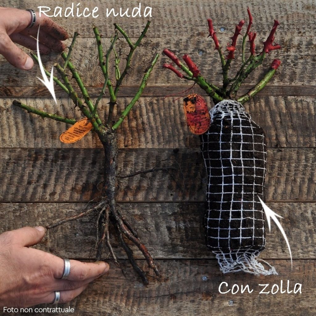 Roseira floribunda Niccolo Paganini