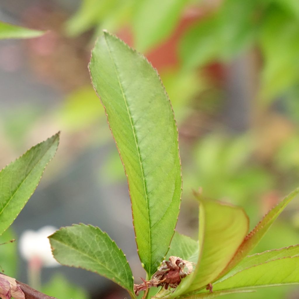 Prunus persica Taoflora Red