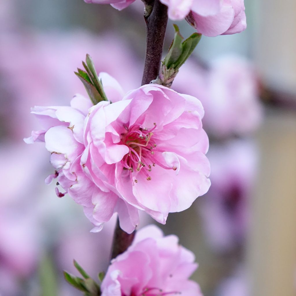 Prunus persica Taoflora Red
