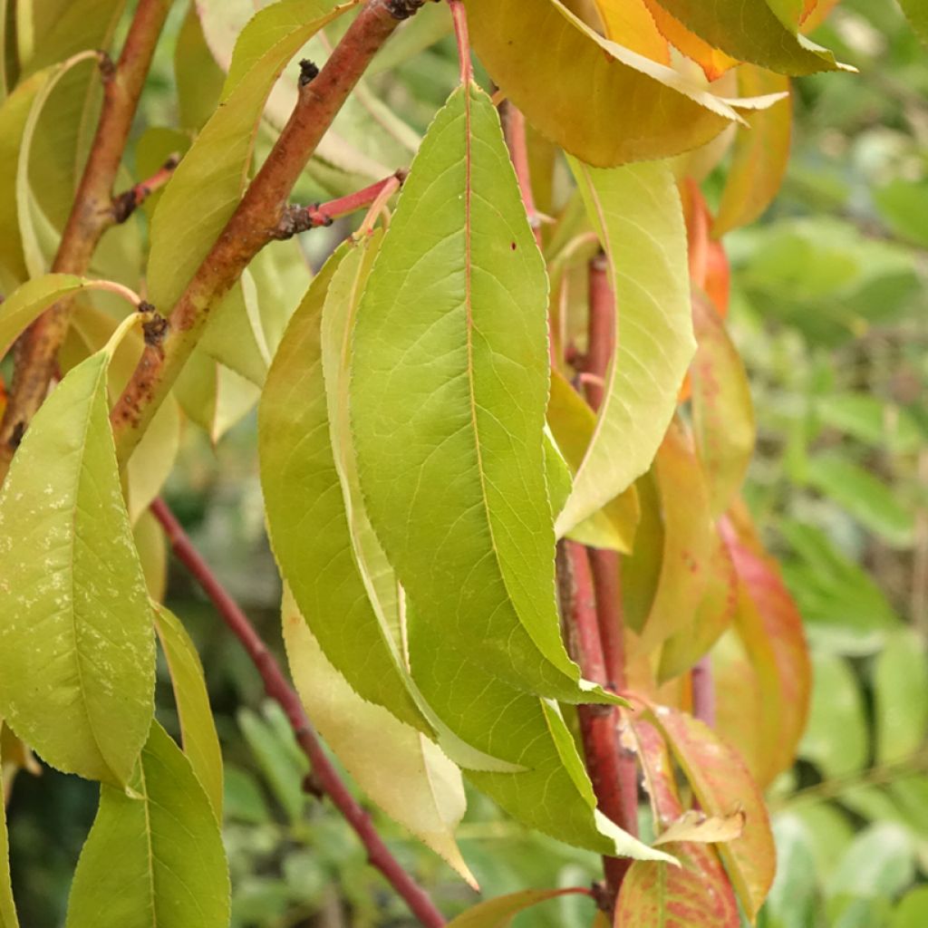 Pessegueiro Amsden - Prunus persica