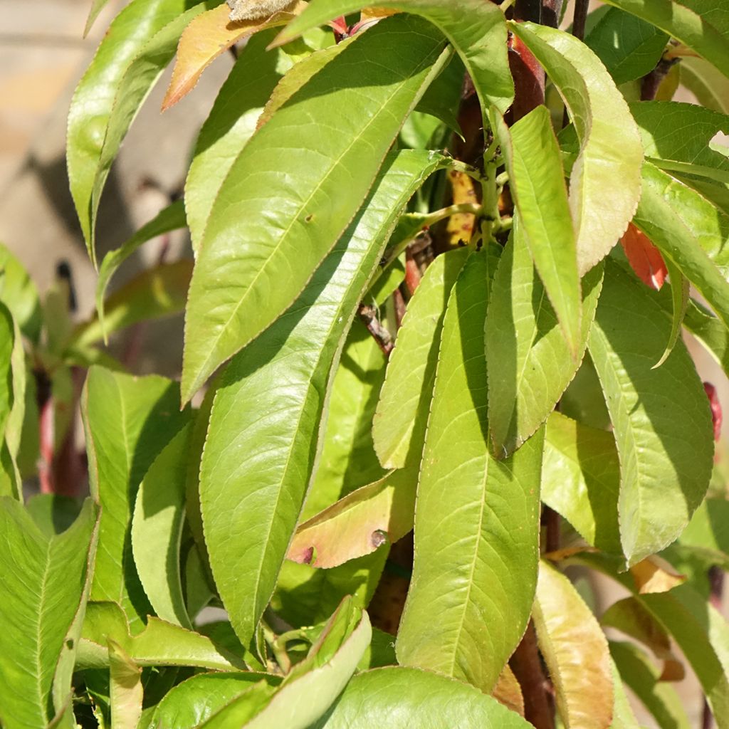 Pessegueiro Andromède - Prunus persica
