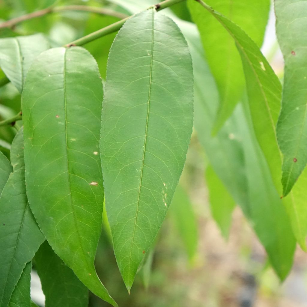 Pessegueiro-de-vinha Vinha Branca - Prunus persica