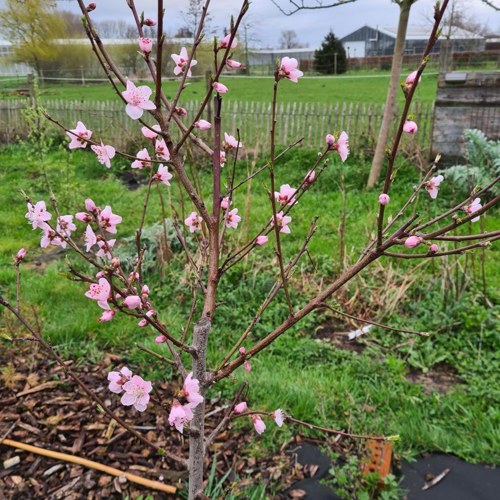 Pêcher de Vigne blanche - Prunus persica