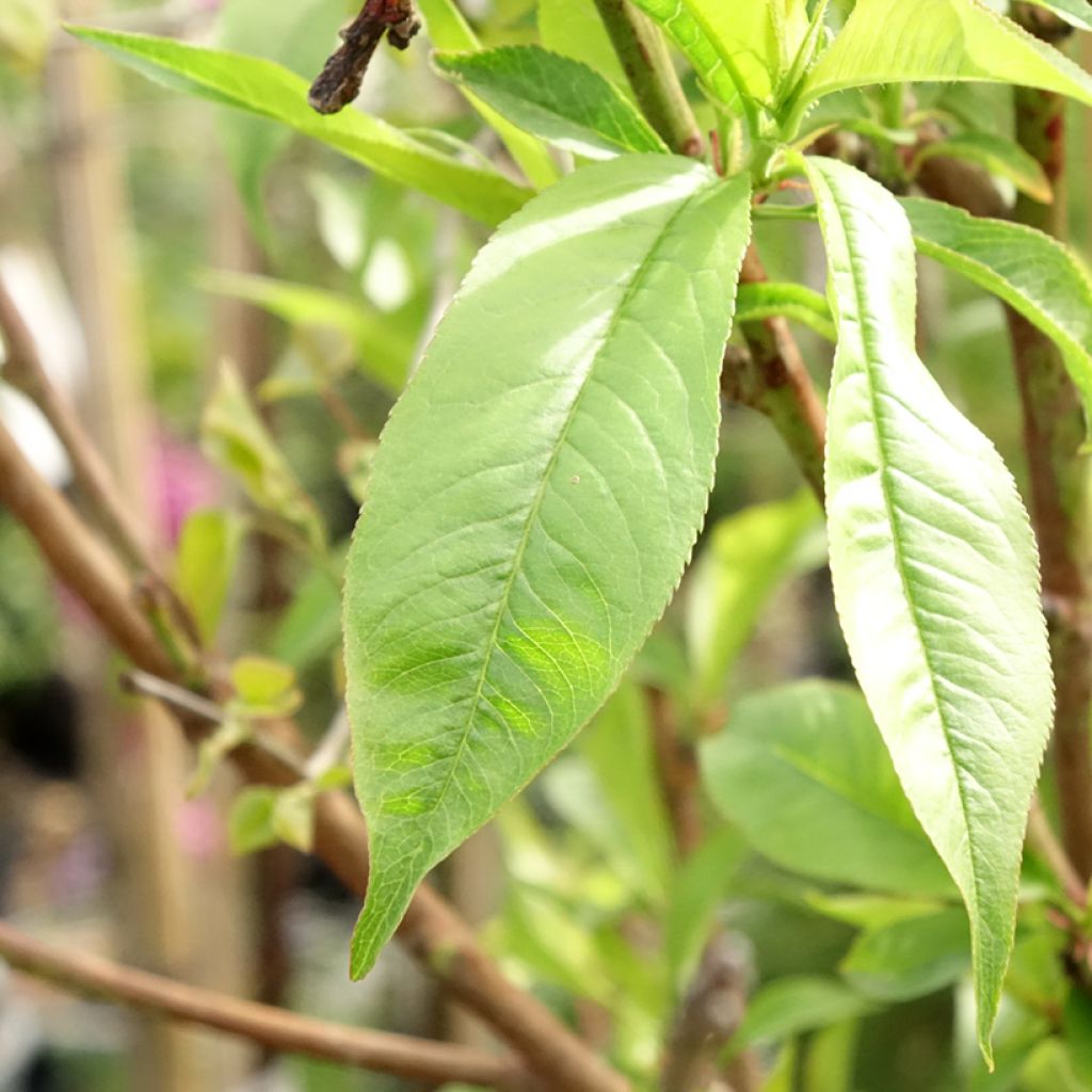 Pessegueiro Michelini - Prunus persica