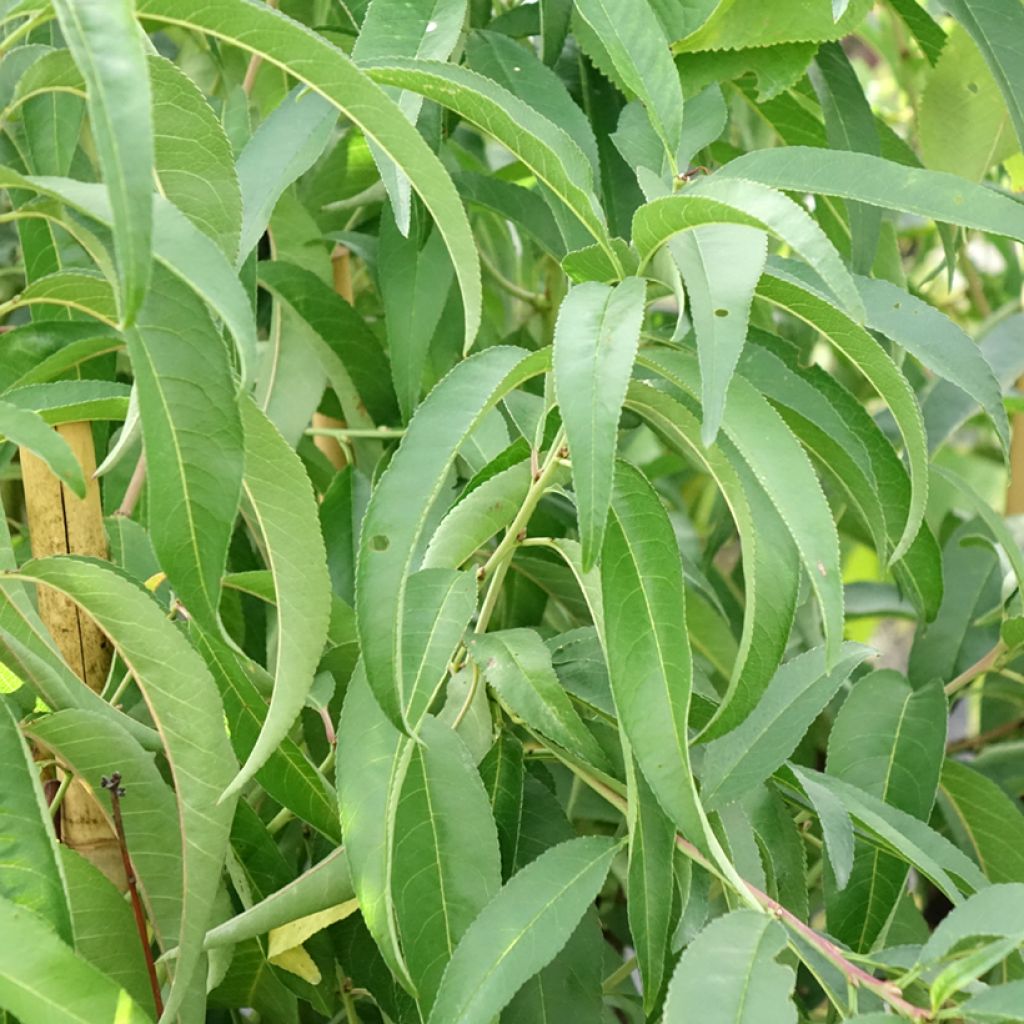 Pessegueiro Platicarpa Bianca pêssego achatado branco - Prunus persica