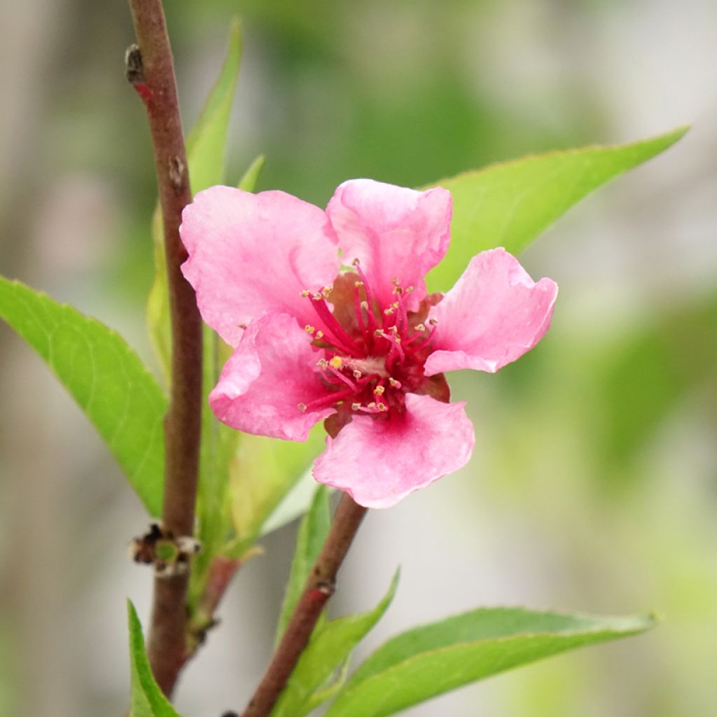 Pessegueiro Redwing - Prunus persica