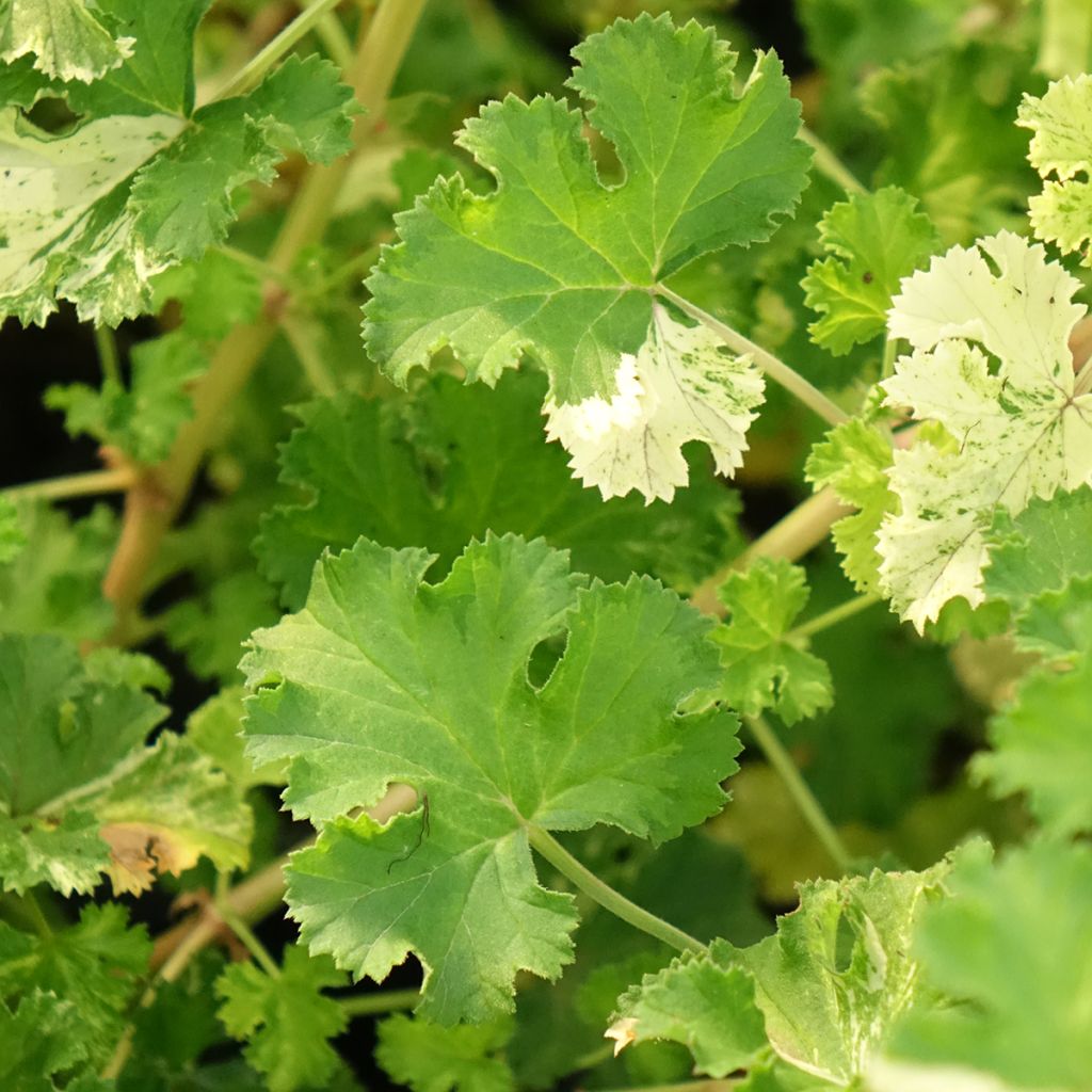 Pelargonium crispum Peach Cream