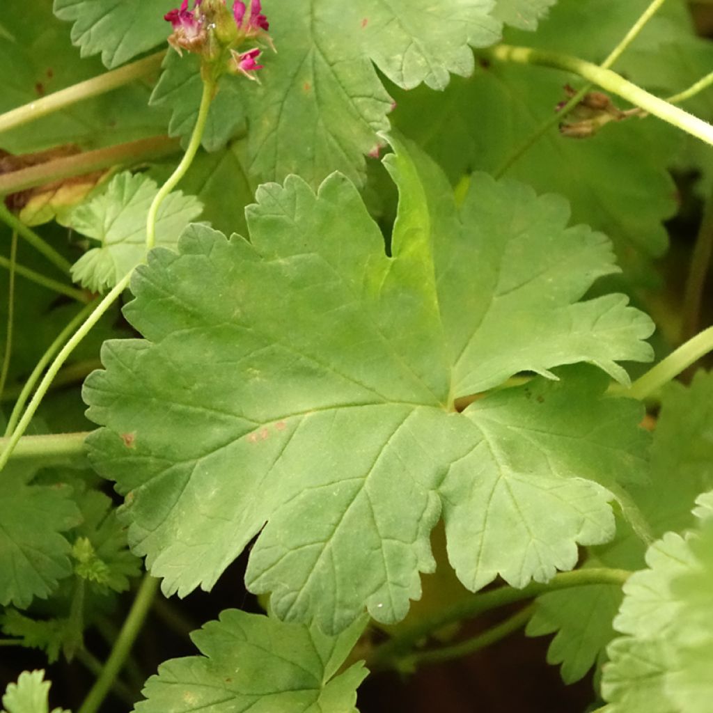 Pelargonium grossularioides