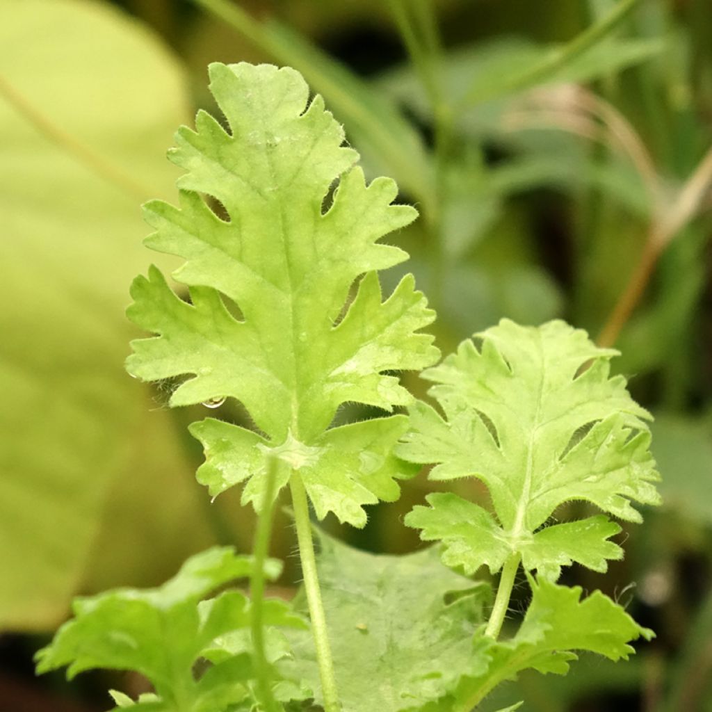 Pelargonium ionidiflorum
