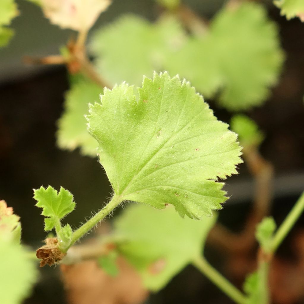 Pelargonium crispum Prince Rupert