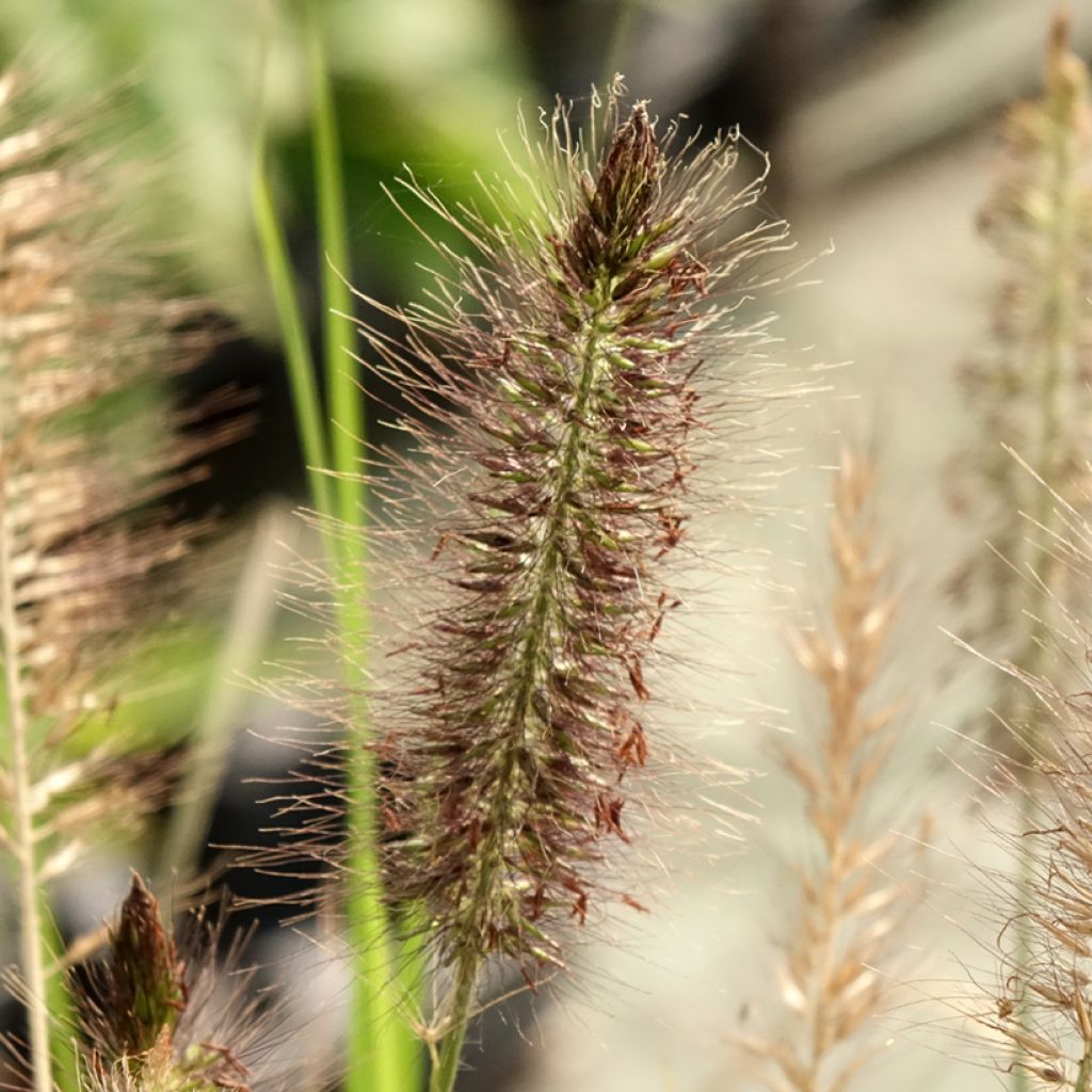 Pennisetum alopecuroides Red Head
