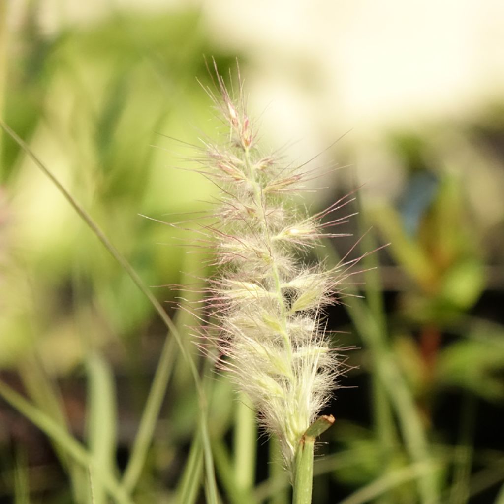 Pennisetum orientale JS Dance With Me