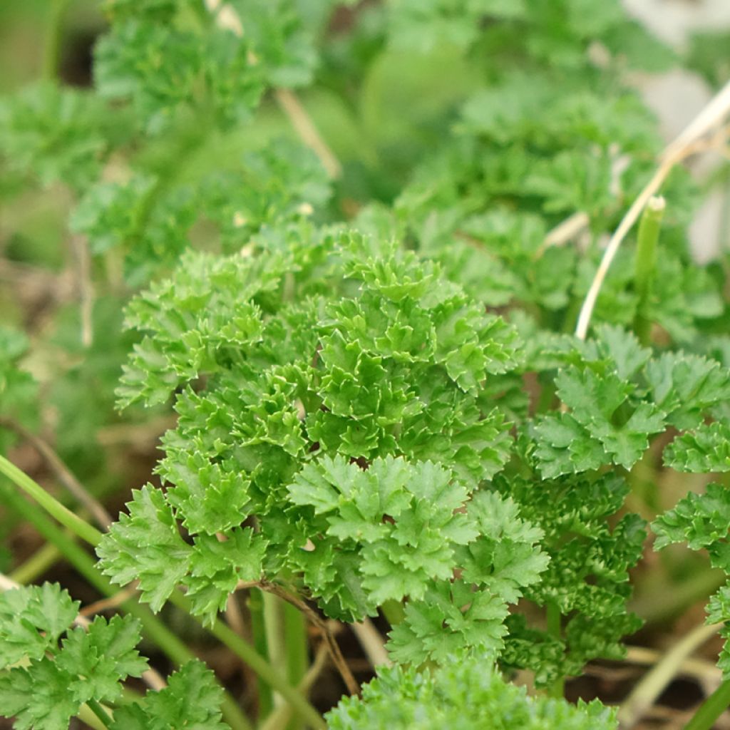 Salsa crespa verde escura Bio plantas jovens