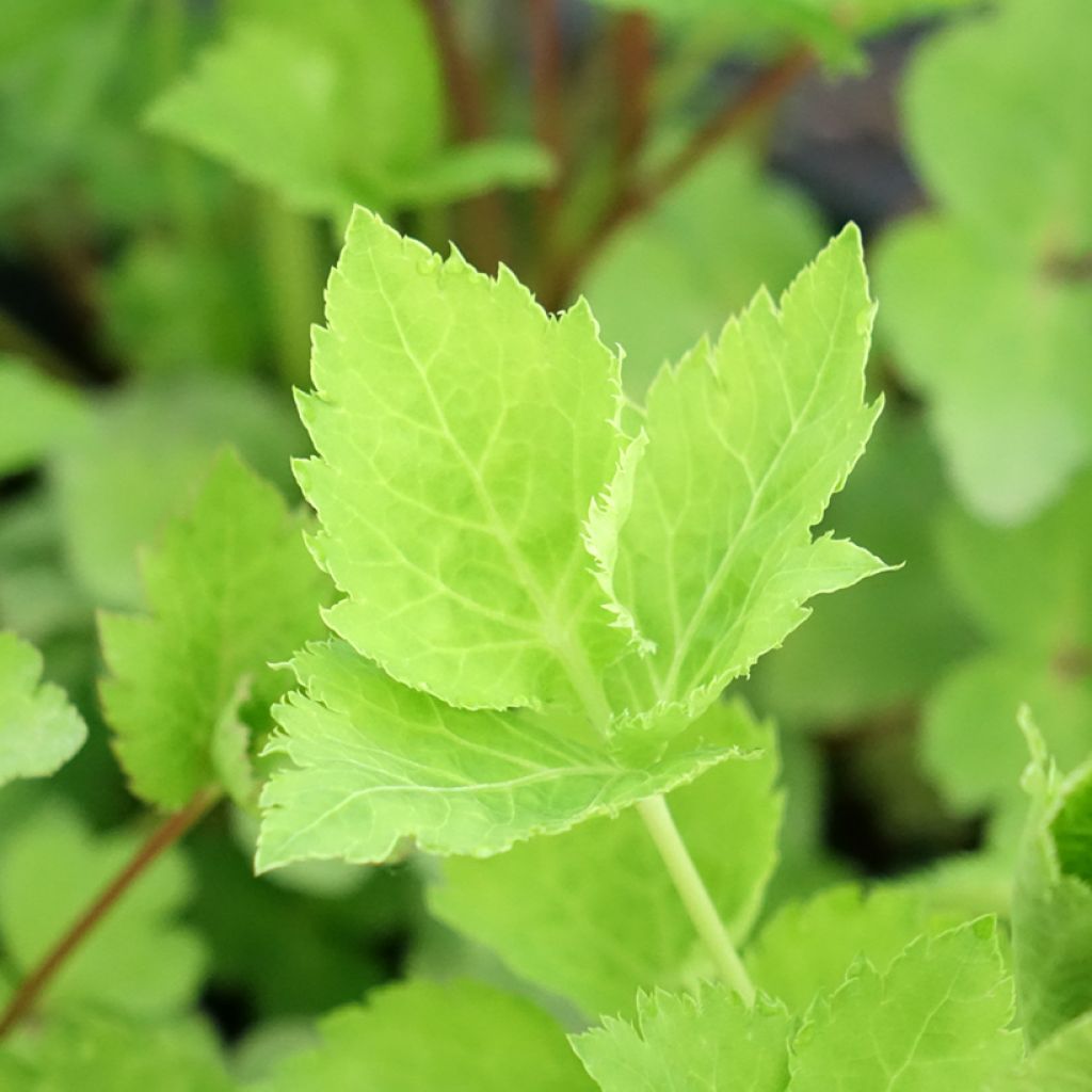 Salsa-japonesa - Cryptotaenia japonica