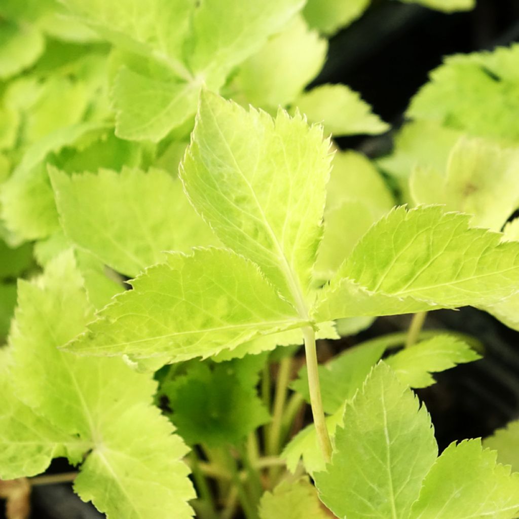 Salsa-japonesa Mitsuba Bio - Cryptotaenia japonica