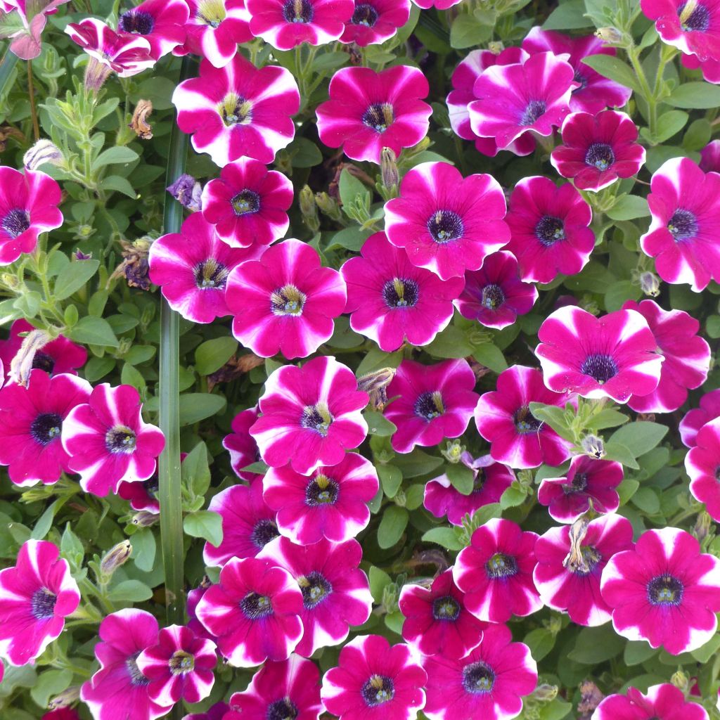 Pétunia Pretty Much Picasso