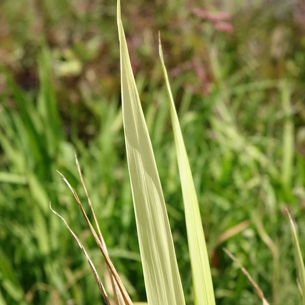 Phaenosperma globosa