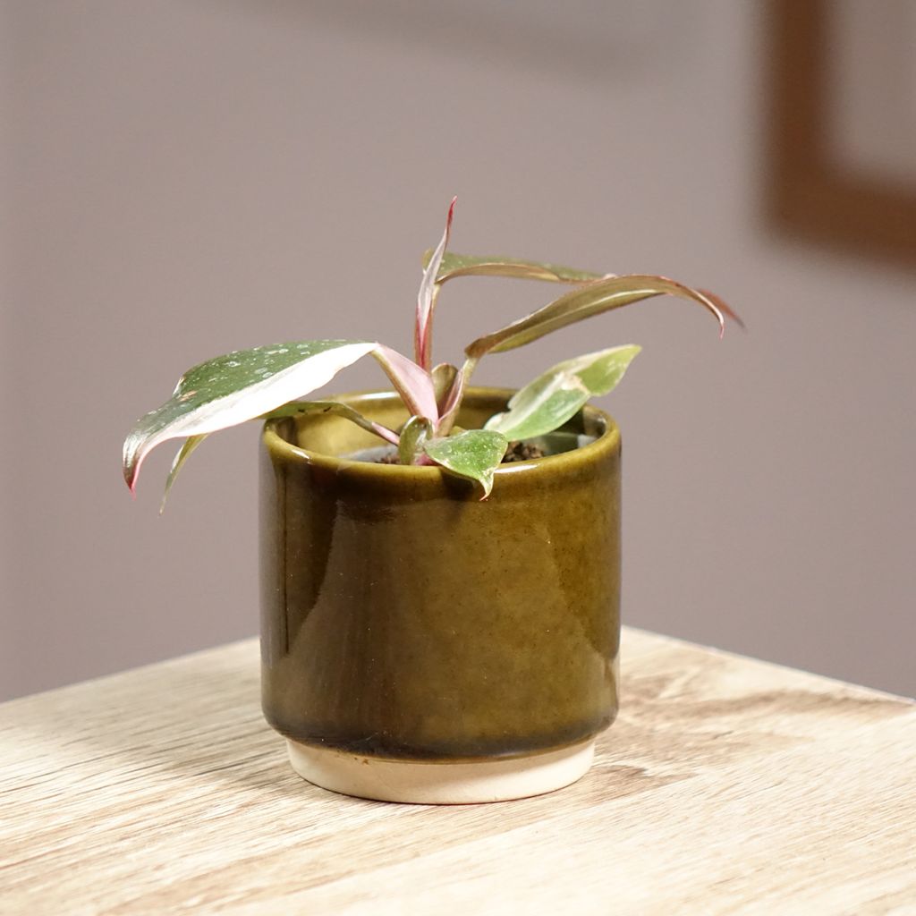 Philodendron Red Anderson