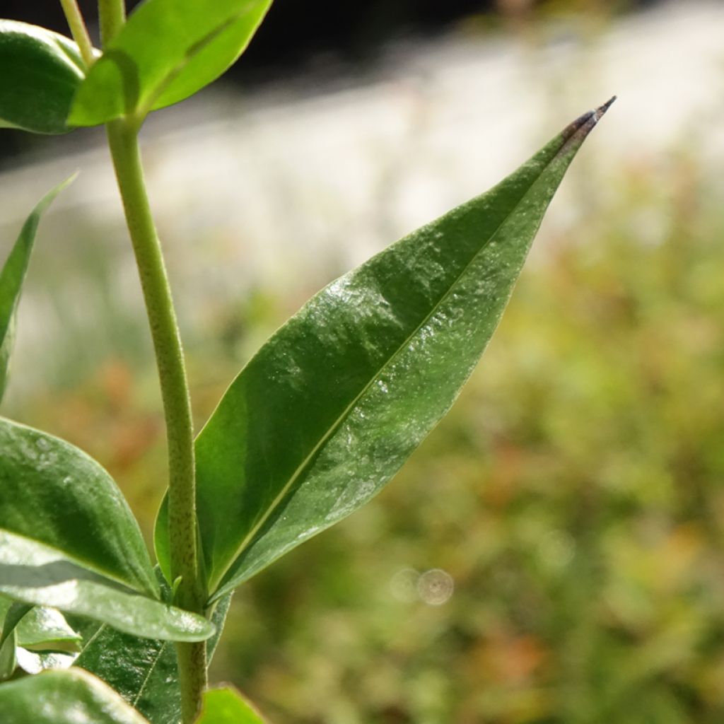 Phlox paniculata Fashionably Early Crystal