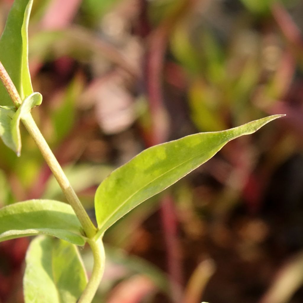 Phlox paniculata Fashionably Early Flamingo