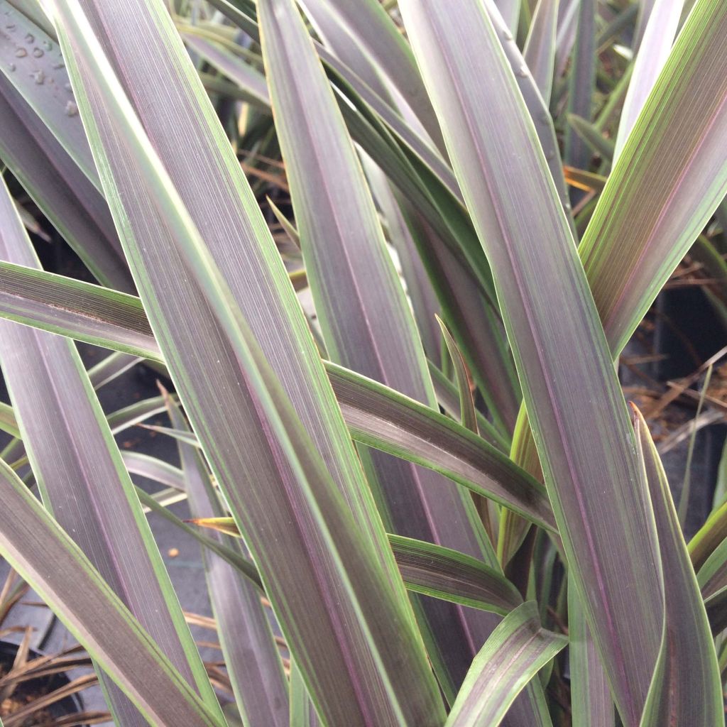 Phormium Chocomint - Lin de Nouvelle-Zélande