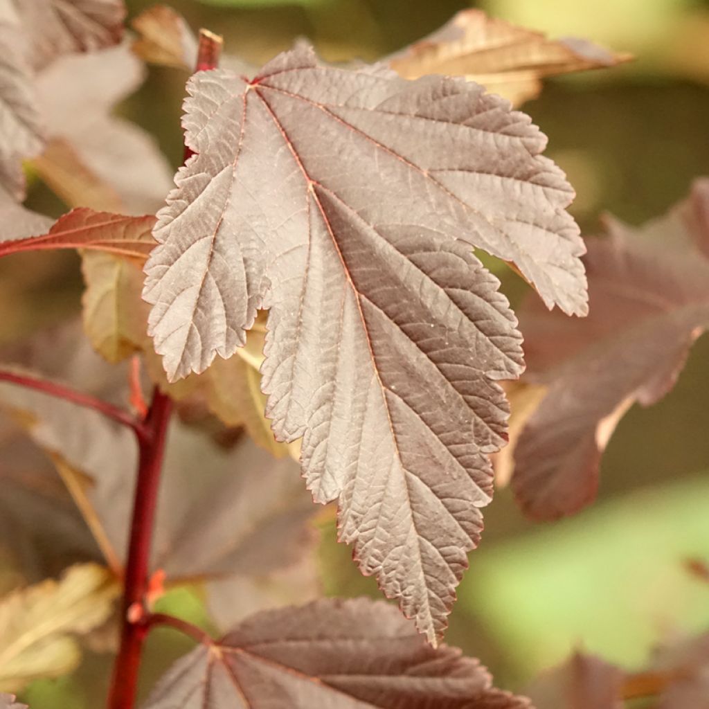 Physocarpus opulifolius Diabolo