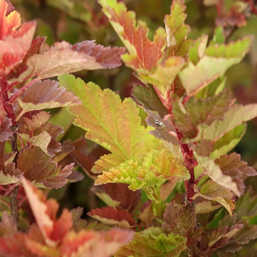 Physocarpus opulifolius Little Leena