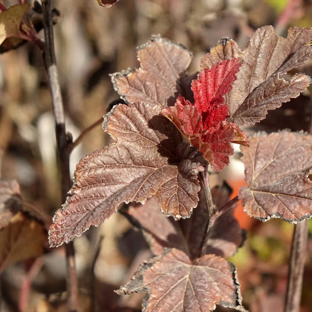Physocarpus opulifolius Red Baron