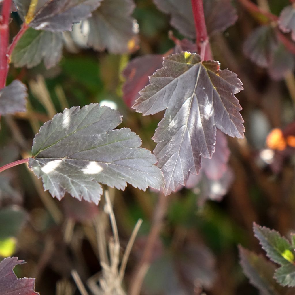 Physocarpus opulifolius Tiny Wine - Nove-cascas