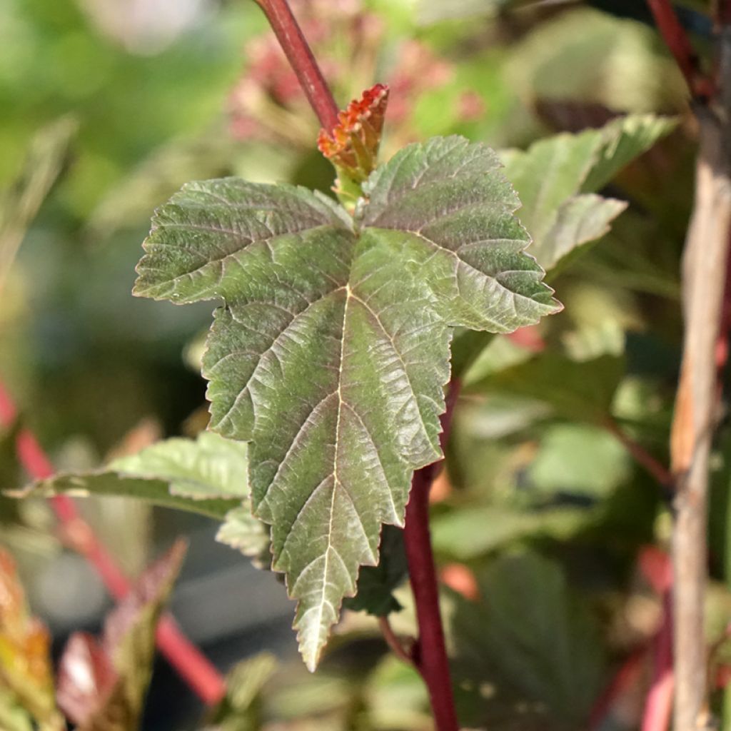 Physocarpus opulifolius Zdechovice