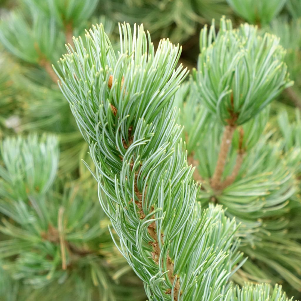 Pinus parviflora Iribune