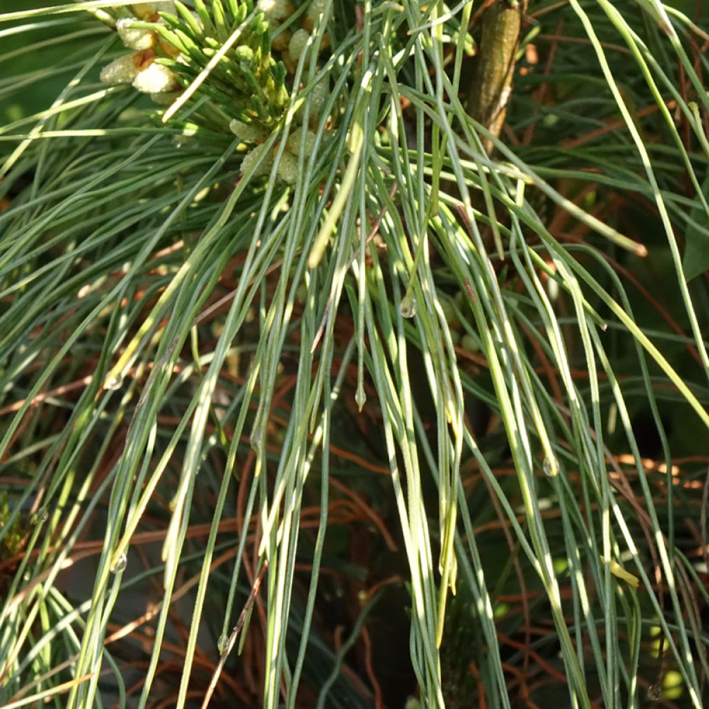 Pinus strobus Niagara Falls
