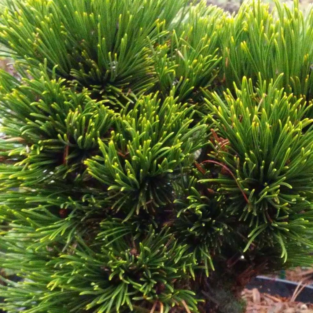 Pinus heldreichii Schmidtii - Pin de Bosnie
