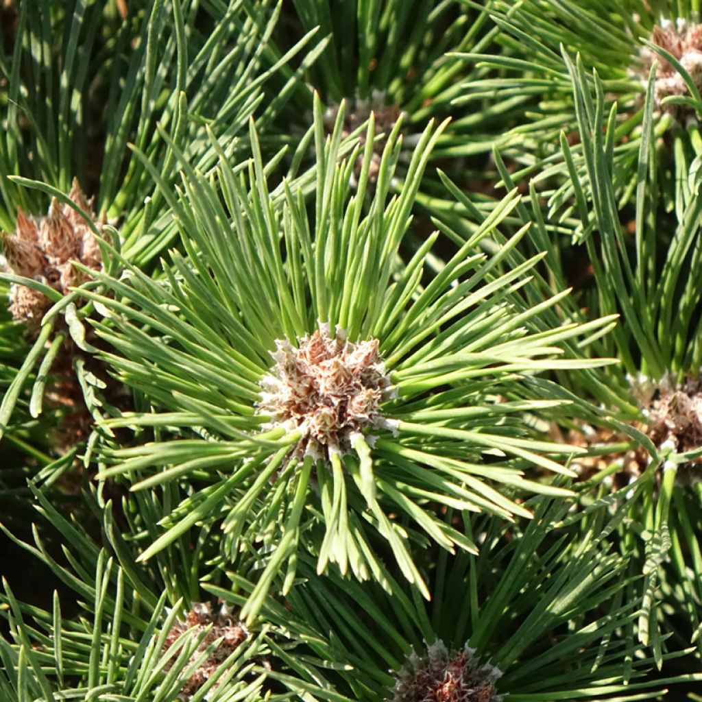Pinus nigra Pierrick Brégeon