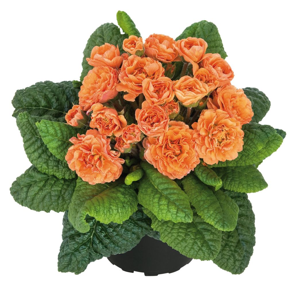 Primevère double Sweet Apricot - Primula vulgaris