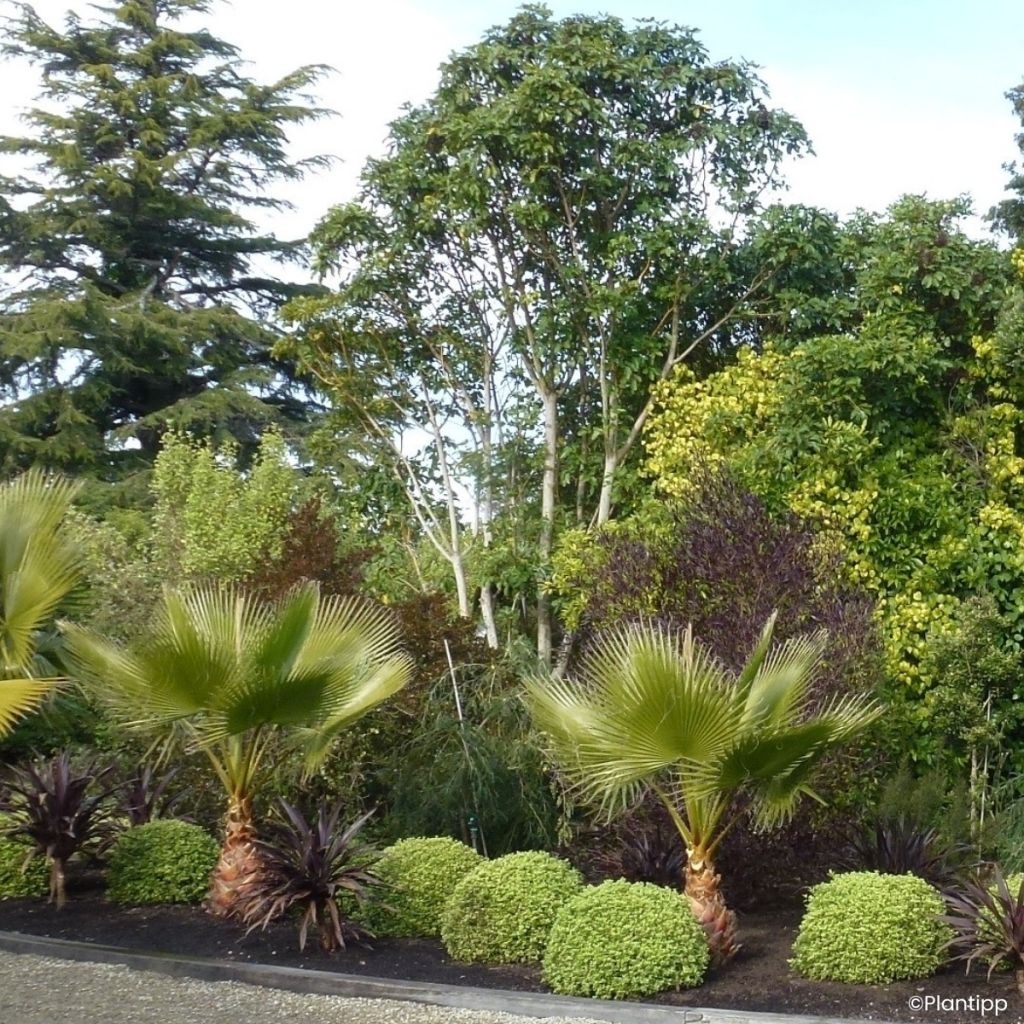 Pittosporum tenuifolium Beach Ball - Pittospore à petites feuilles