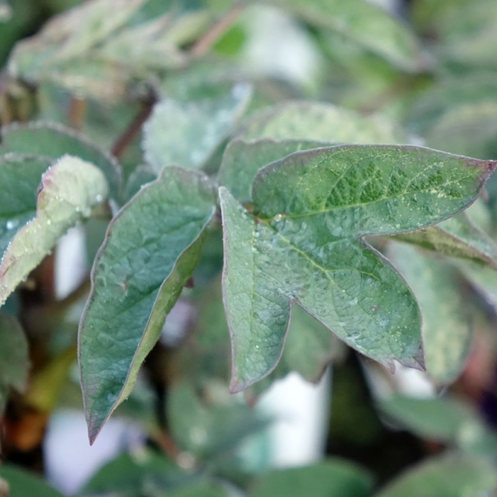 Peónia arbustiva Cai Hui