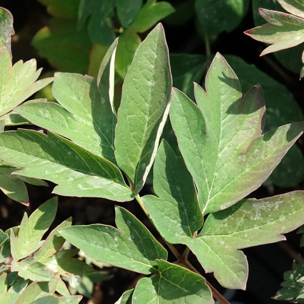 Peónia arbustiva Luo Yang Hong