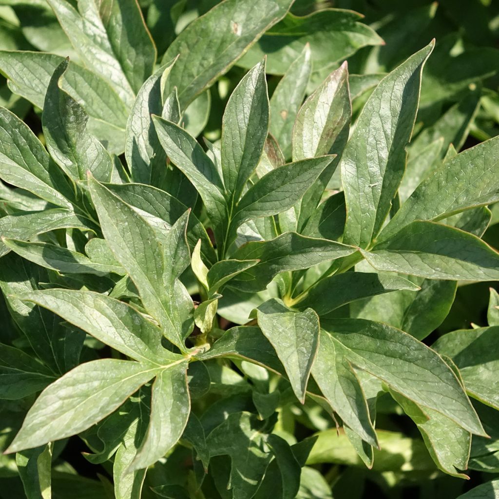 Peónia chinesa Coral Sunset