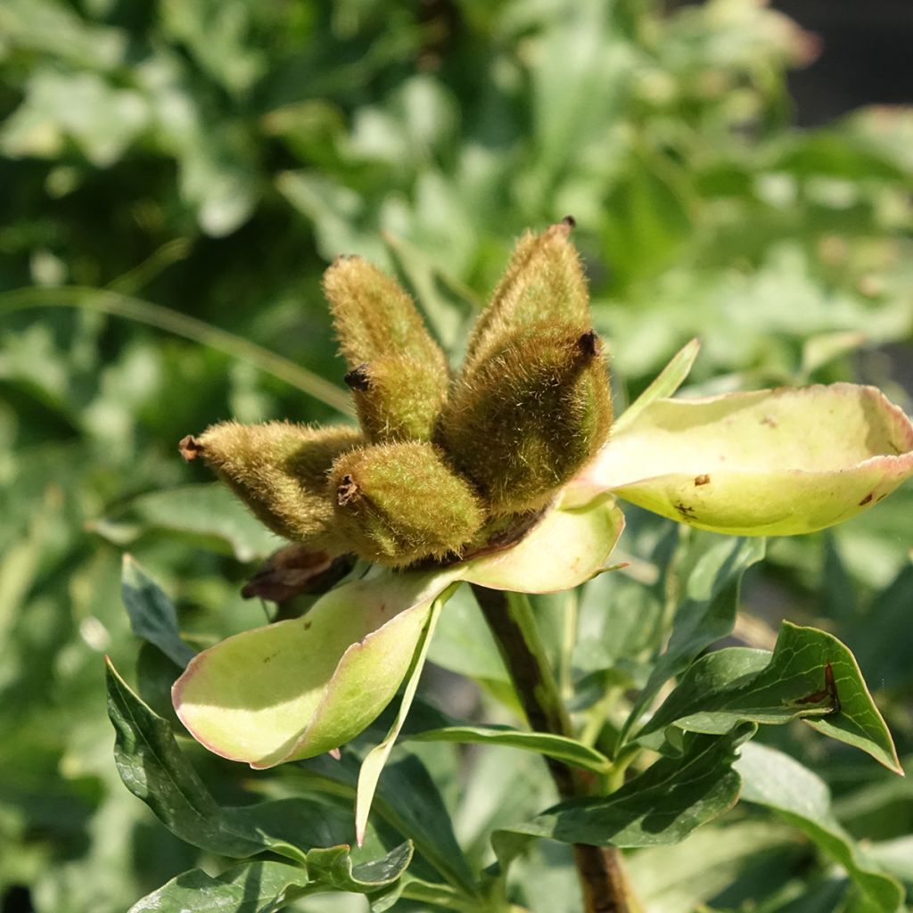 Peónia chinesa Coral Sunset