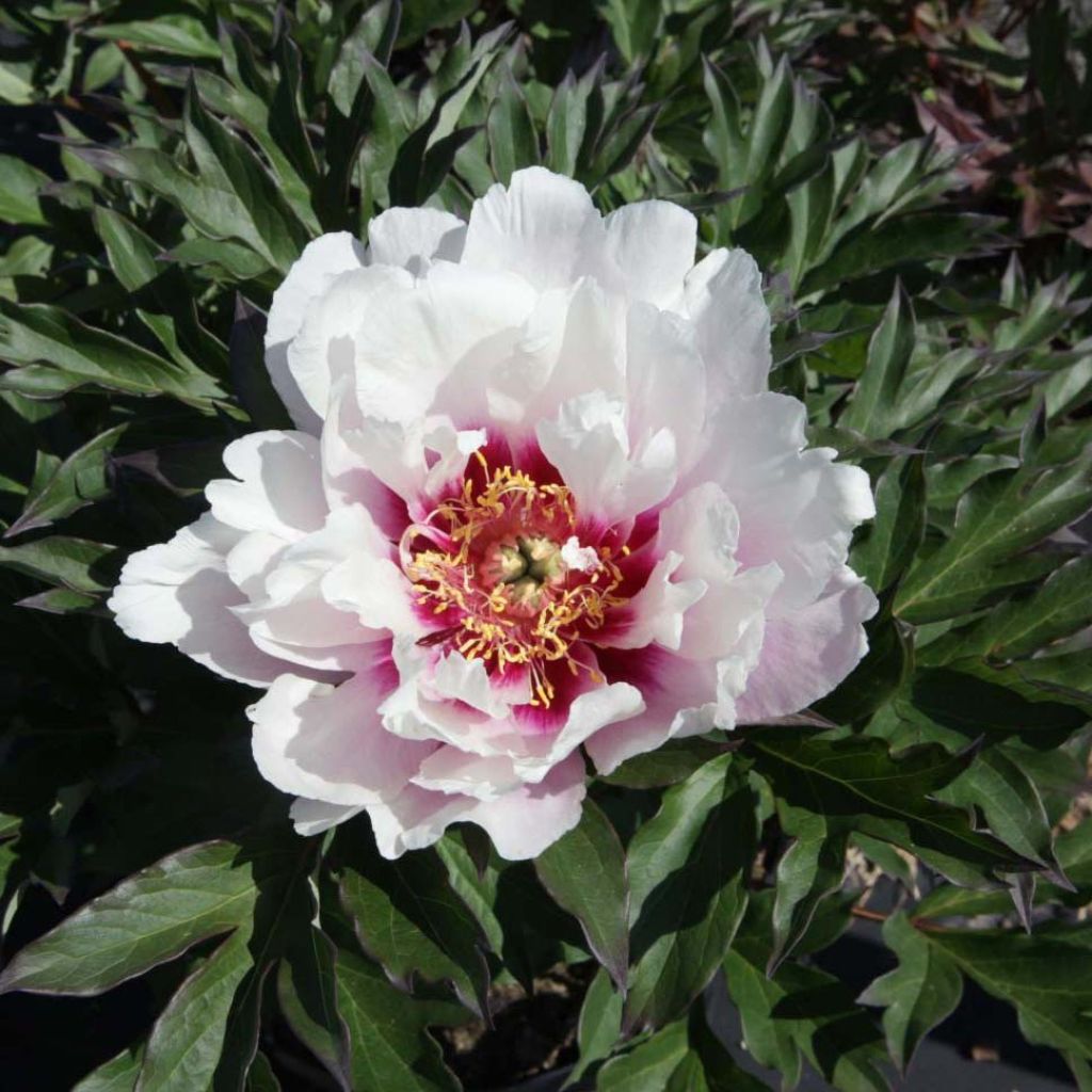 Pivoine Itoh Cora Louise
