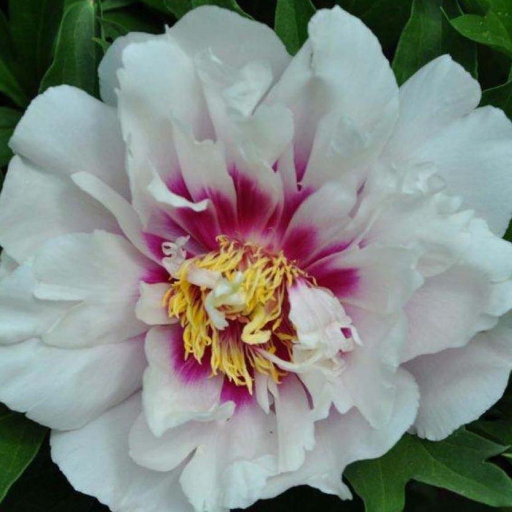 Pivoine Itoh Cora Louise