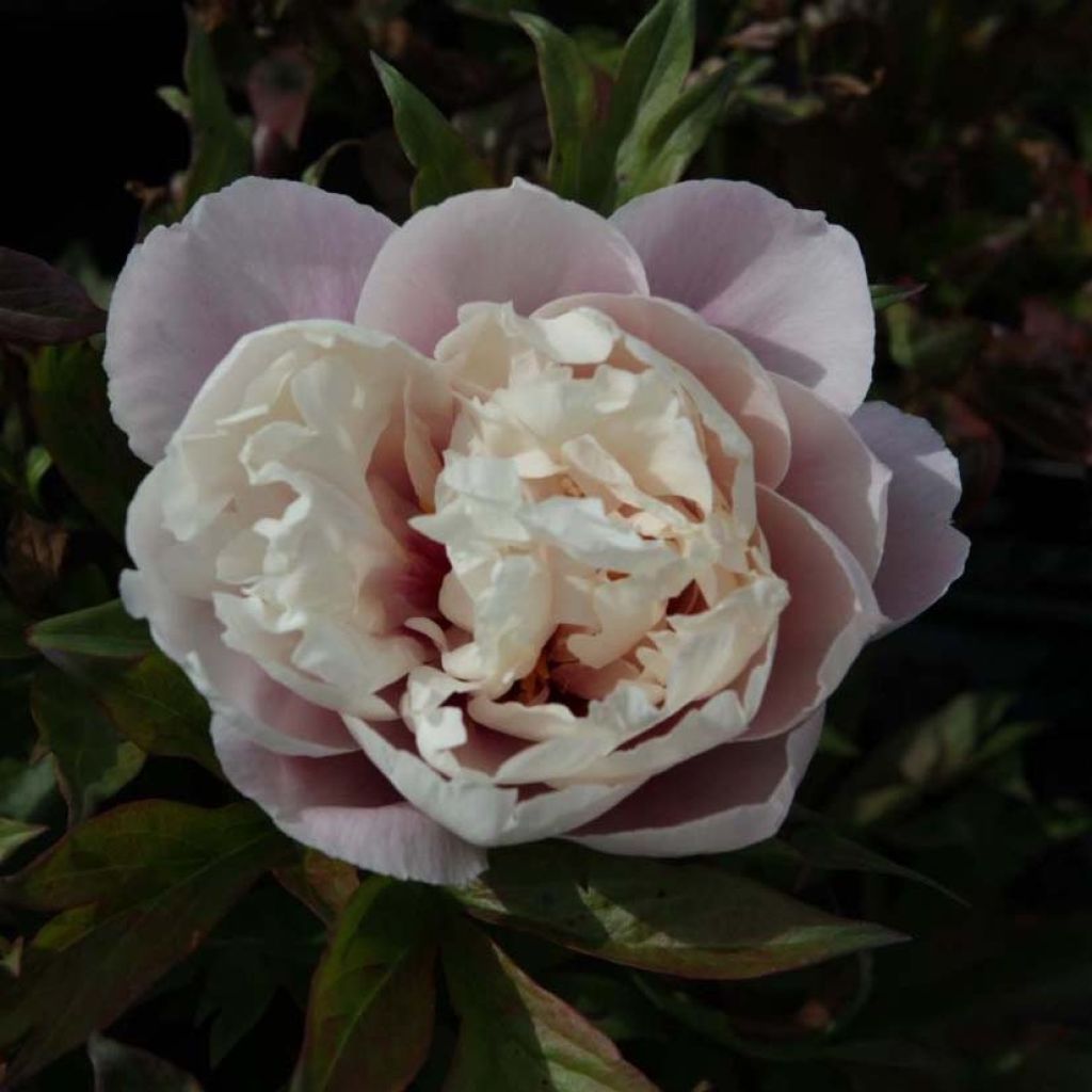 Pivoine Itoh Cora Louise
