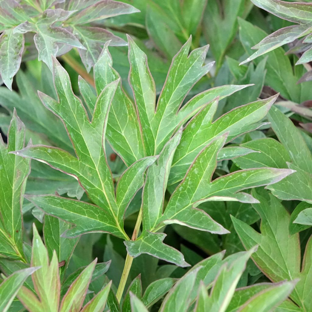 Paeonia Itoh Viking Full Moon